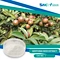 Griffonia Seed Extract are naturally rich in a compound called 5-HTP (5-hydroxytryptophan), which is a precursor to the neurotransmitter serotonin.